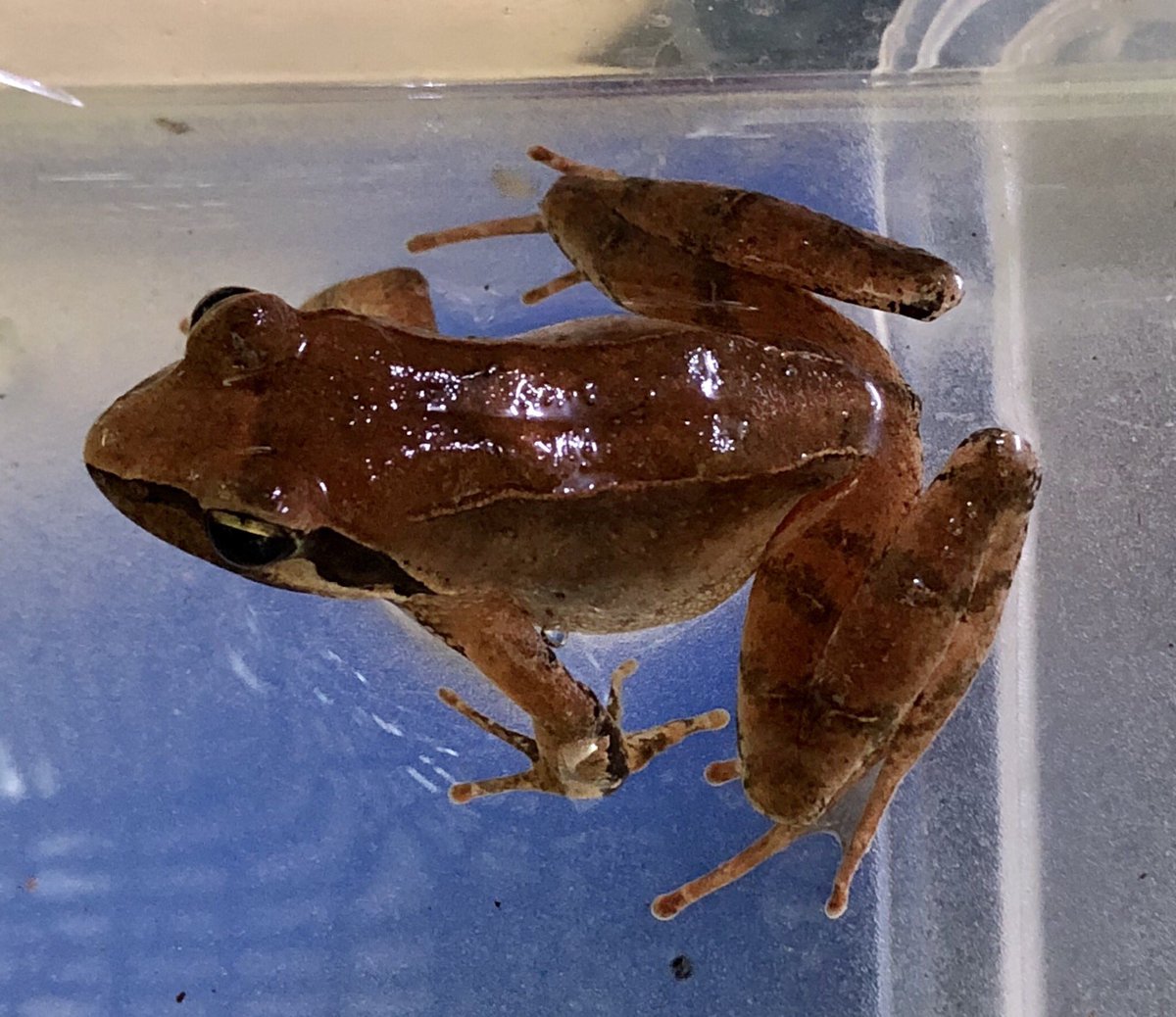 熱帯魚 加藤商店 タゴガエル750円 トノサマガエル150円 アカハライモリ1円 ヒバカリ1000円 入荷しました