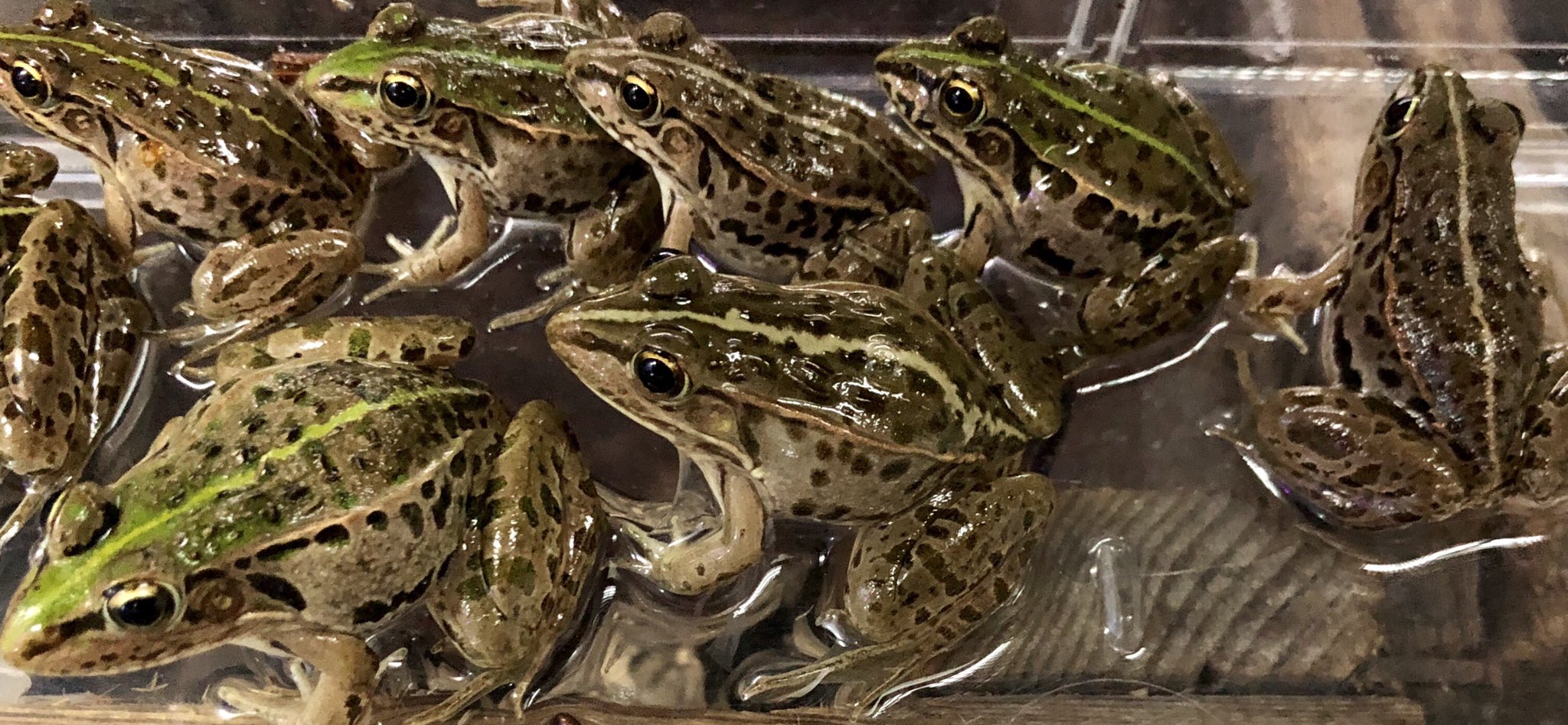 熱帯魚 加藤商店 タゴガエル750円 トノサマガエル150円 アカハライモリ1円 ヒバカリ1000円 入荷しました 熱帯魚 加藤商店 タゴガエル750円 トノサマガエル150円 アカハライモリ1円 ヒバカリ1000円 入荷しました