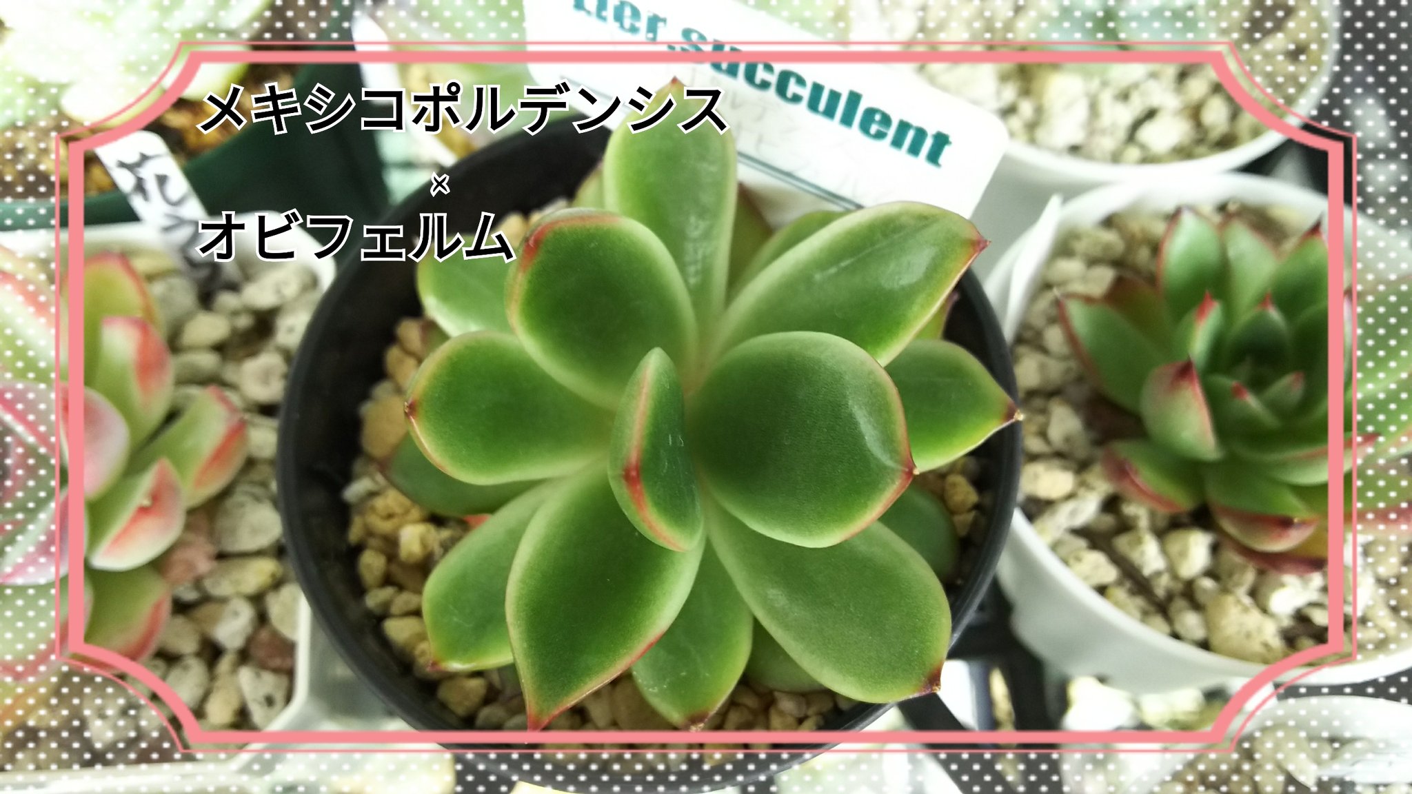 Twitter 上的 放浪猫福ちゃん 編み物 多肉植物 金魚 趣味 成長点が迷子 ピーチキャンディは葉っぱの奇形も多い 秋に葉っぱもいで葉挿ししよ 多肉植物 エケベリア T Co 1jlyjefapc Twitter