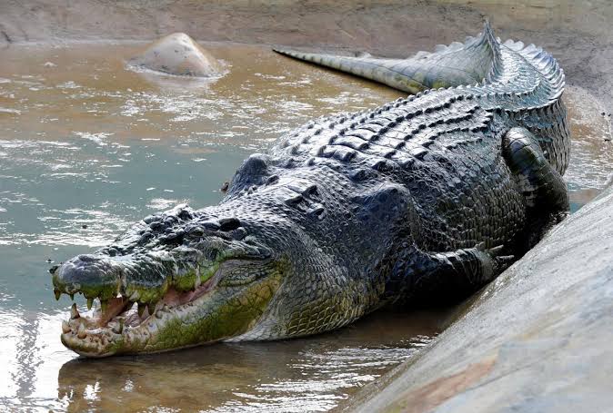 8. Crocodile: 4500 deaths per year