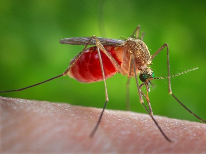 1. Mosquito: Over 1 million deaths per year