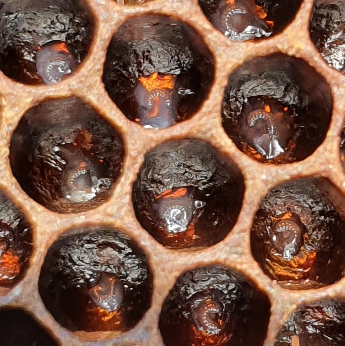 covehoneybees's tweet photo. Sorting the nucs out yesterday with no queens. Eggs and larva are donated from my good queens near by. Let's build some queens ladies.

#beefarmer #honeybees #larva #queenless https://t.co/SNmV3tr1Qd