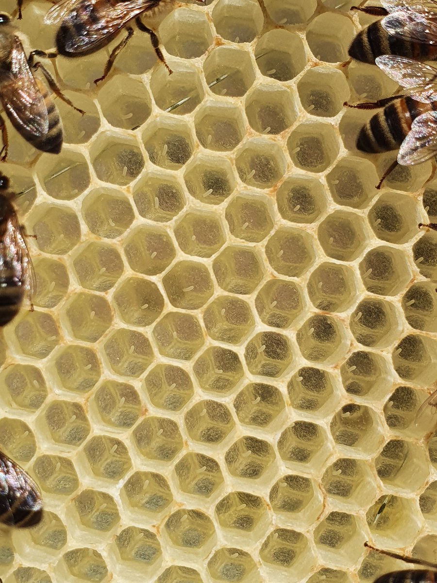 covehoneybees's tweet photo. Sorting the nucs out yesterday with no queens. Eggs and larva are donated from my good queens near by. Let's build some queens ladies.

#beefarmer #honeybees #larva #queenless https://t.co/SNmV3tr1Qd