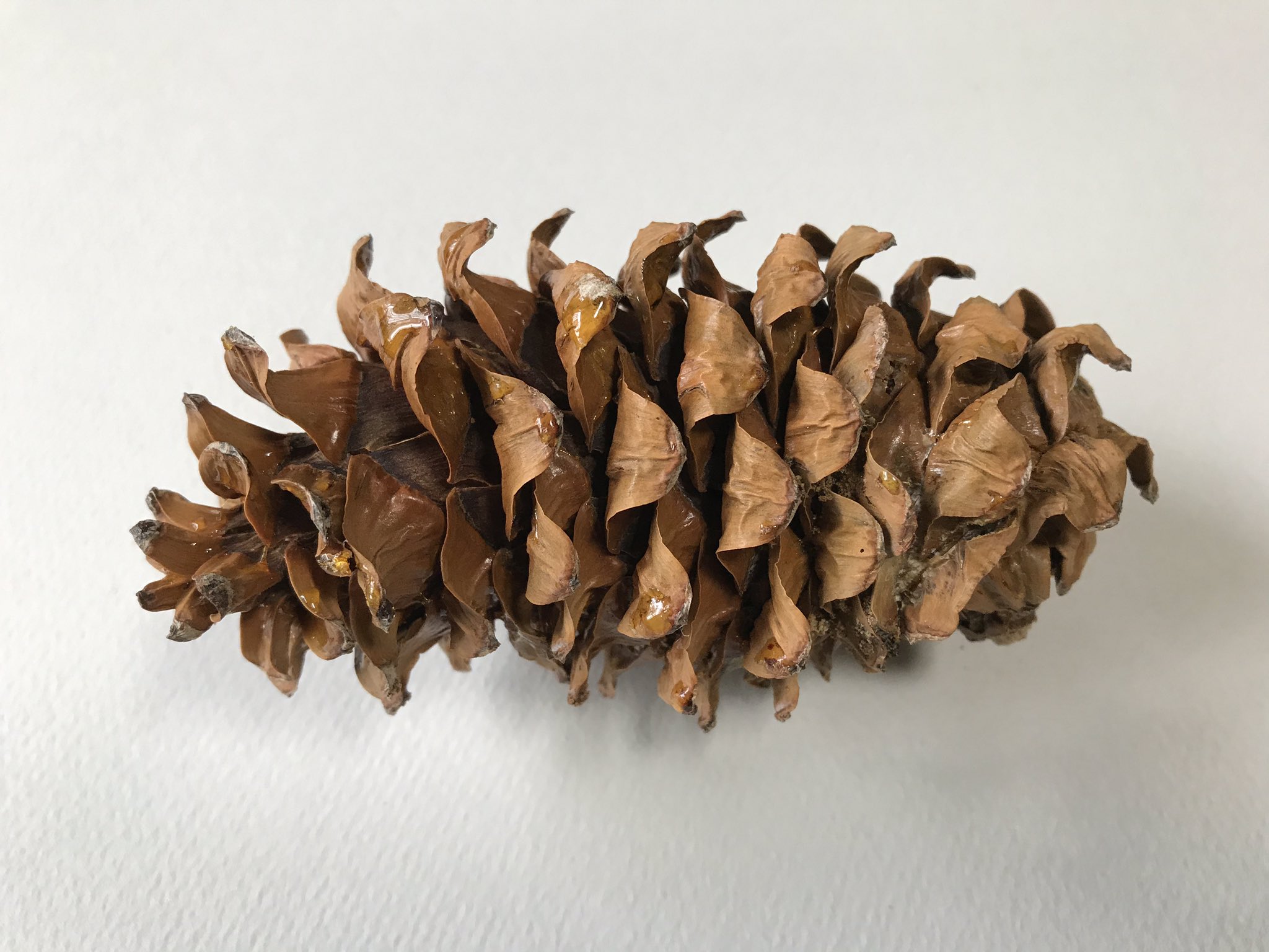 やますけ チョウセンゴヨウの松ぼっくり 種は大きく1 5cmほど 翼はない 松の実 として食用されているのはこれ 日本では亜高山帯に生えています リスやホシガラスの大好物 T Co Yy1vp5sa8n Twitter