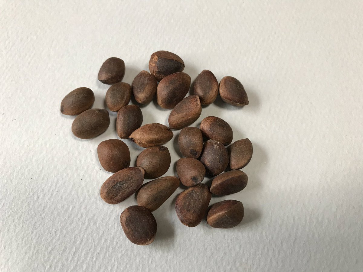 やますけ チョウセンゴヨウの松ぼっくり 種は大きく1 5cmほど 翼はない 松の実 として食用されているのはこれ 日本では亜高山帯に生えています リスやホシガラスの大好物 やますけ チョウセンゴヨウの松ぼっくり 種は大きく1 5cmほど 翼はない 松の実 として食用されているのはこれ 日本では亜高山帯に生えています リスやホシガラスの大好物