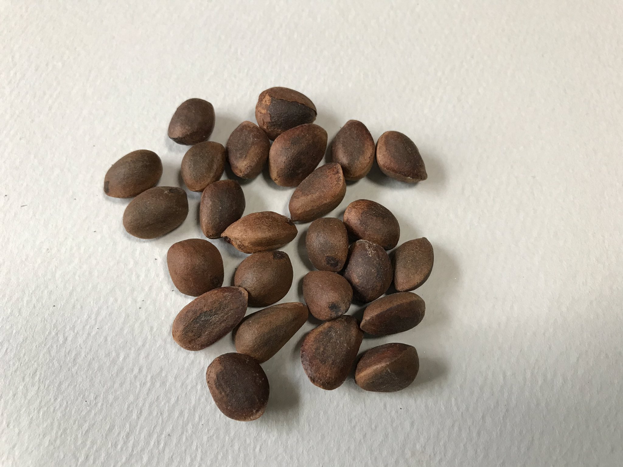 やますけ チョウセンゴヨウの松ぼっくり 種は大きく1 5cmほど 翼はない 松の実 として食用されているのはこれ 日本では亜高山帯に生えています リスやホシガラスの大好物 T Co Yy1vp5sa8n Twitter