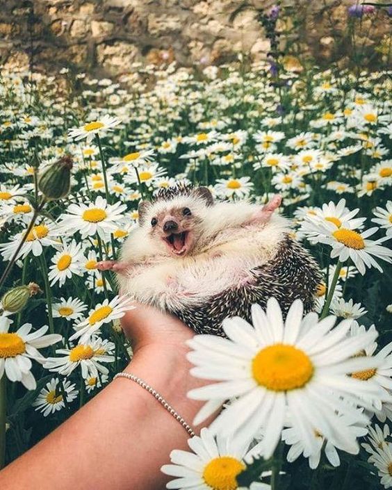 easyflowers's tweet photo. We are THIS HAPPY today! https://t.co/d4aCoE0U0S