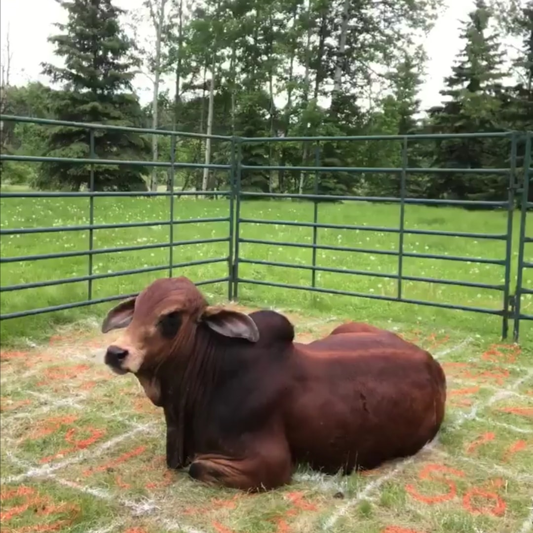 Thank you again for your support of our home town Rodeo!  Looking forward to seeing you in person next year for our official 41st Sundre Pro Rodeo!

Congratulations to our big winner!!!  Just Travel!!!!!