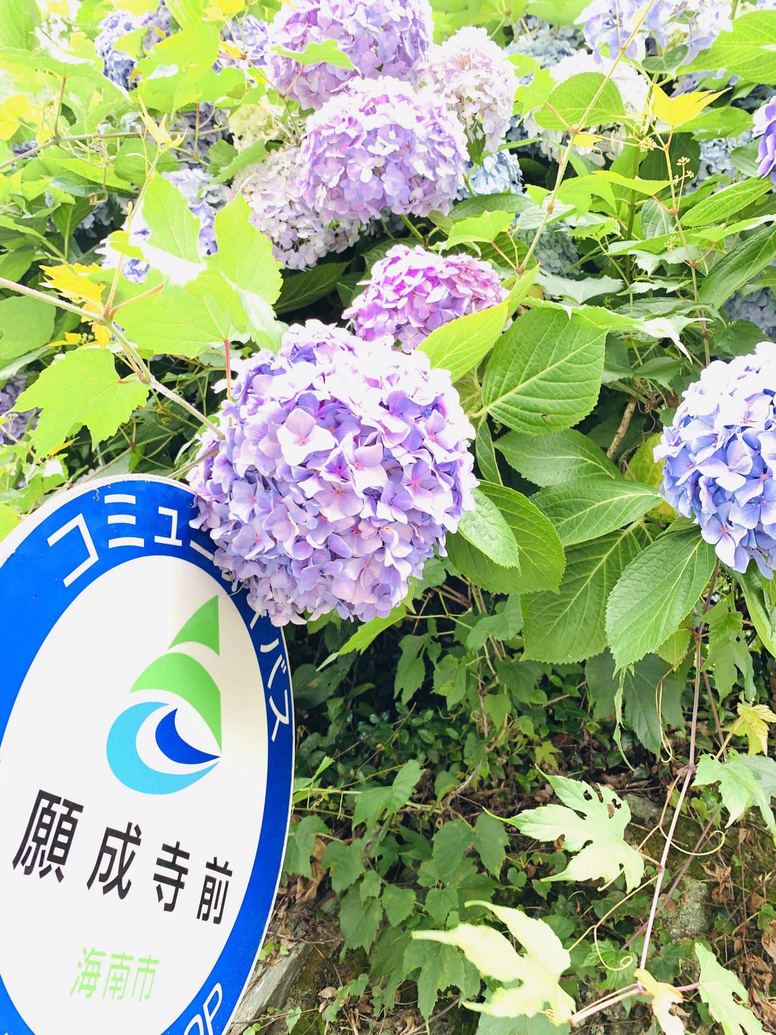 あじさいの寺 Twitter Search Twitter