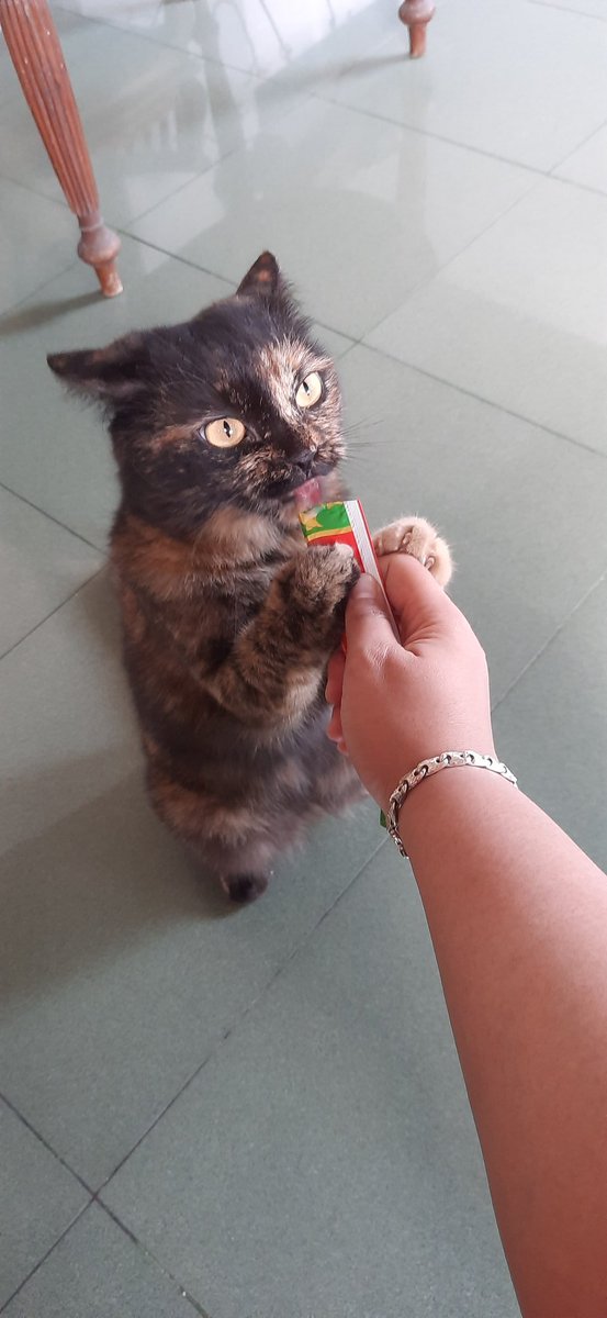 Konsistensi krimnya pas. Ga terlalu padet kayak Torotoro. Baunya hmmmm sungguh berasa kayak kita buka snack2 micin, gurih banget!Maaf fotonya cm 2 kucing. Miu anti rebutan camilan, dia kalo mau ngemil harus sendirian. Chen ga ngemil karena ikut ANTM adalah pesyennya.