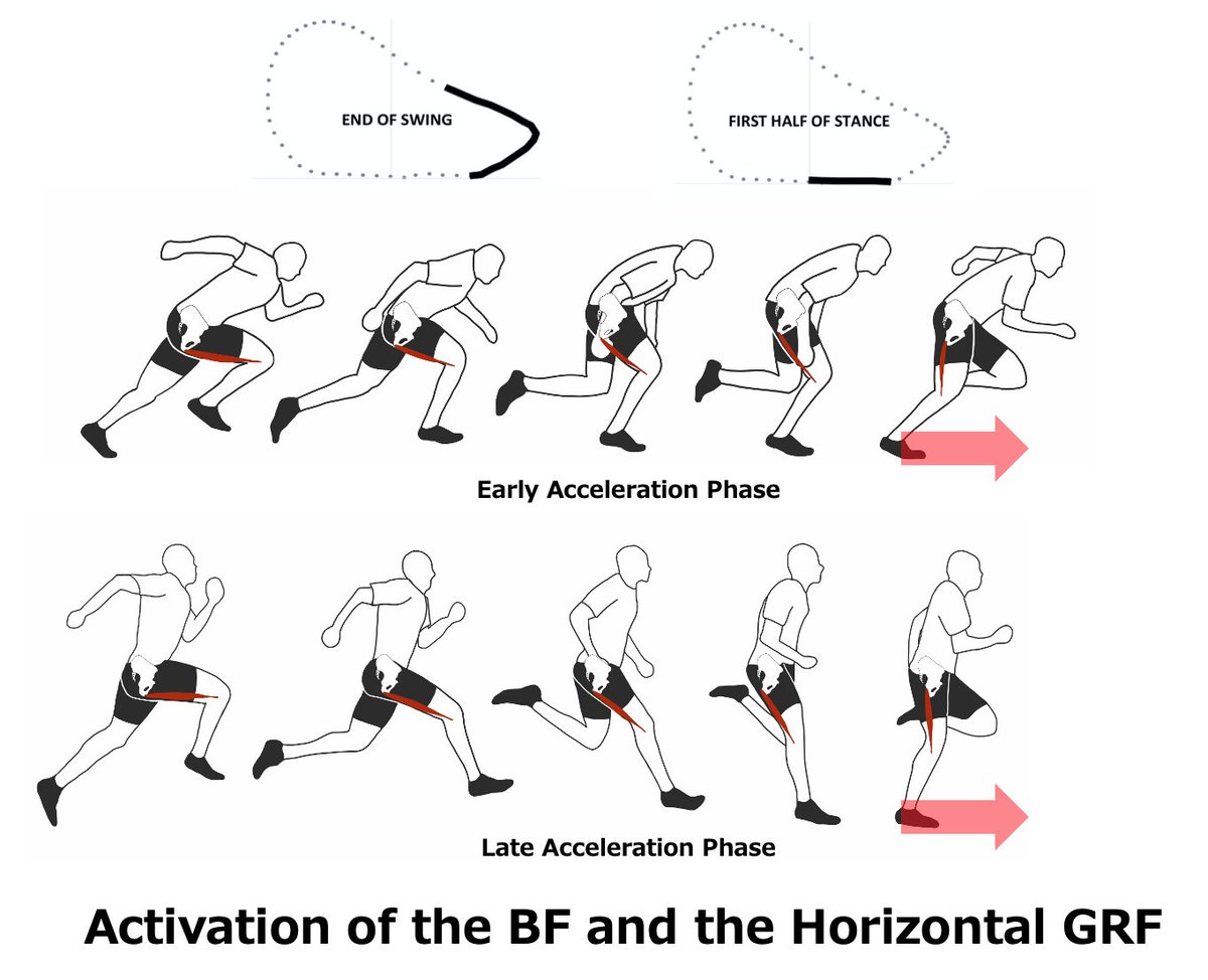 mimishaca's tweet photo. Then HOW can they get that greater horizontal GRF during the first half of the stance phase. What is the CAUSE??🧐 The high activation of the BF muscle during the swing phase could be correlated with that propulsive force📈📈⚡️  (1/2) https://t.co/3KLO6SWVjk