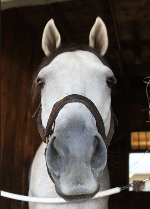 BGATORMAN's tweet photo. @Jubacolt Not my photo .. but you would have won today by 5 furlongs!!boy https://t.co/PzTy32irok