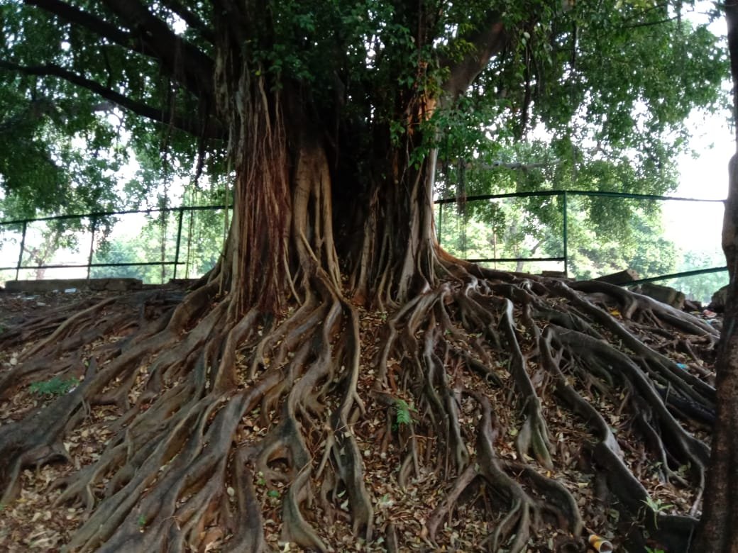 Banyan tree, #leisurevalley ,#treesofchandigarh ,#chandigarh