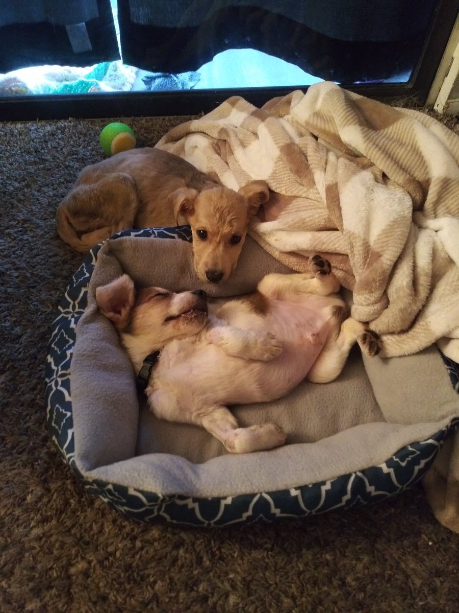 StephanieStarrC's tweet photo. Look who's feeling better?? 8 days and 6k in treatment , we have 2 Parvo Survivors!!!
#parvosurvivors
#vaccinateyourpets
#fuckparvo https://t.co/FEuazlBvhL