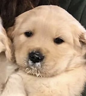 vichujuseyo's tweet photo. ป่าวนะนู๋มะด้ายกิงโดนัทชิ้นสุดท้ายในตู้เยงนะ🐶 https://t.co/vY1RAPaip4