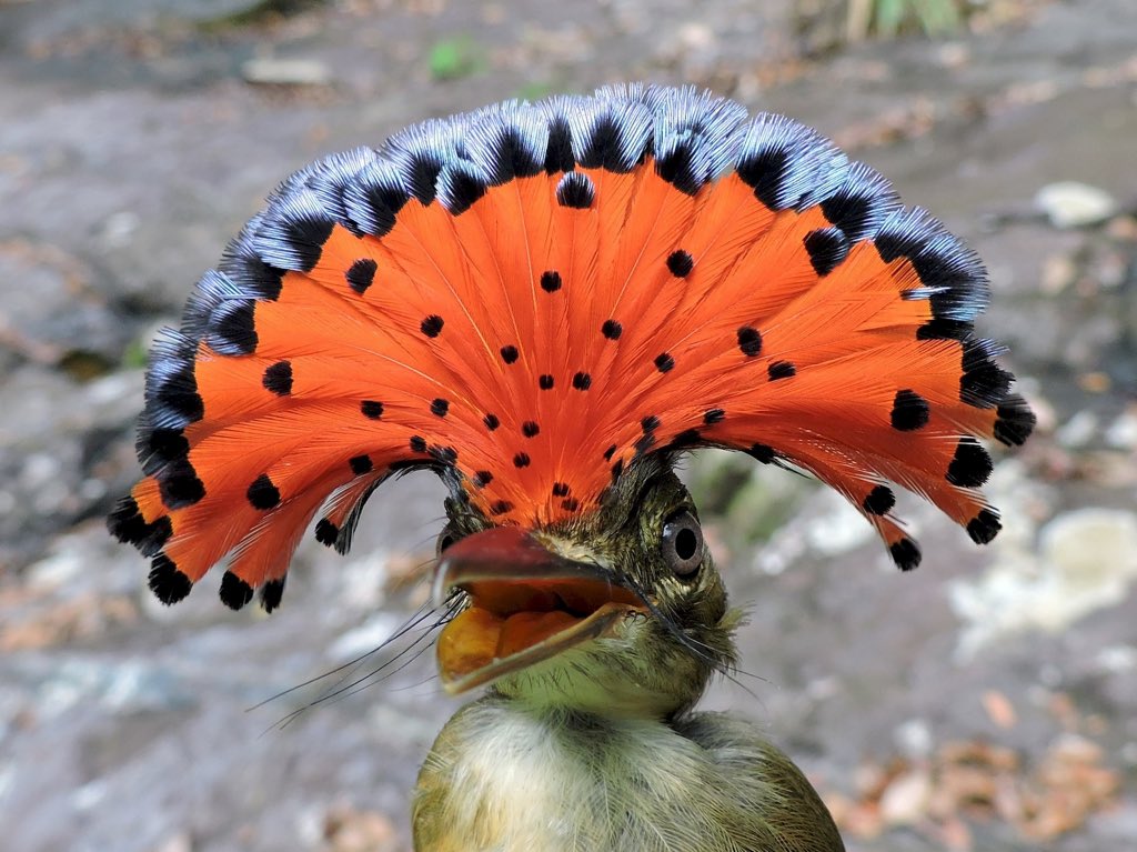 Amazonian Royal Flycatcher (found in...well, you get the idea)