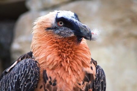 Bearded vulture (found in Europe, Africa, & some parts of Asia)