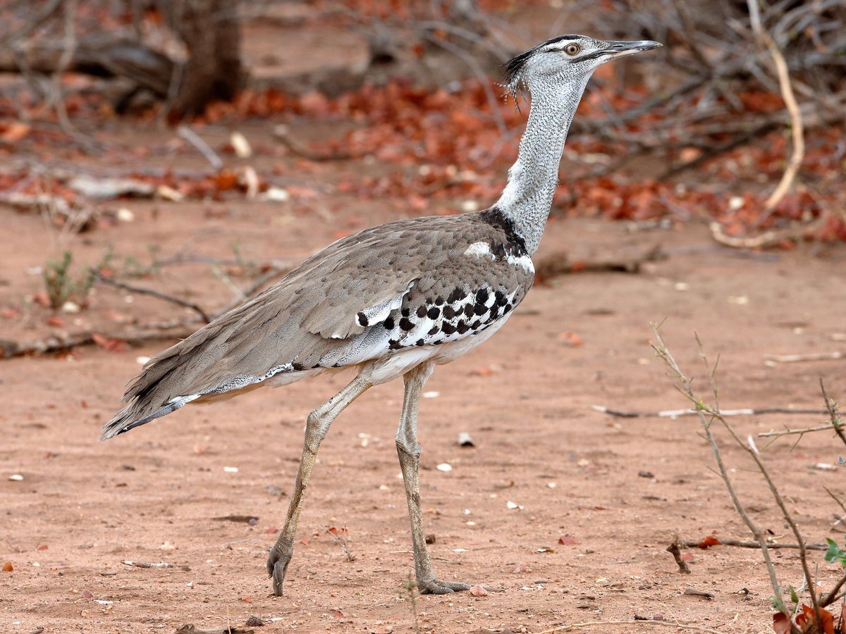 Kori Bustard (worlds heaviest flying land bird, found in Africa)