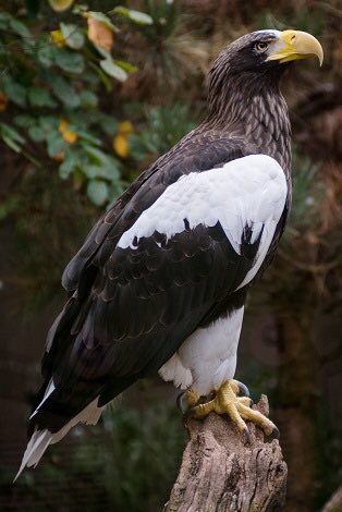 Steller’s sea eagle (largest species of eagle, found in northeastern Asia)