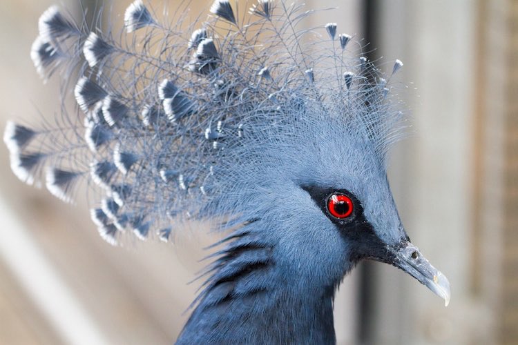 Victoria crowned pigeon (largest species of pigeon, found in New Guinea)