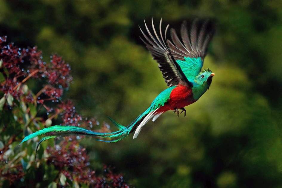 Resplendent quetzal (found in parts of Mexico & Panama)
