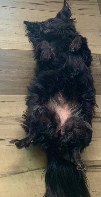 I asked GYPSY🐶if she wanted a bath cuz she&rsquo;s due for 1 and she automatically plays dead🤣🤣  Girl get in<a href="/tag/teamcyrusxxx"class="tags"><span>#teamcyrusxxx</span></a>