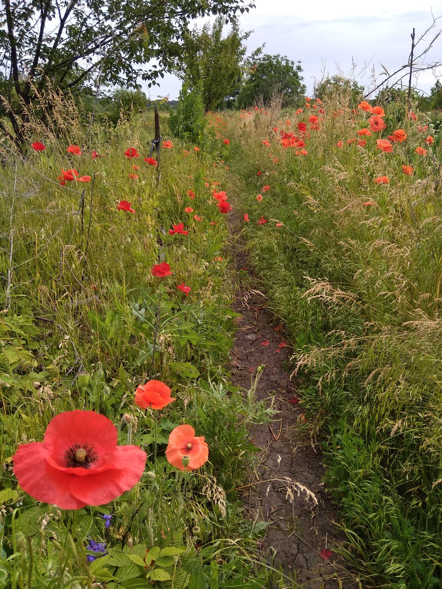 interna27's tweet image. Вот такие луговые пейзажи у меня в огороде! #харьков #садогород #взаимнаяподписка #FolloForFolloBack