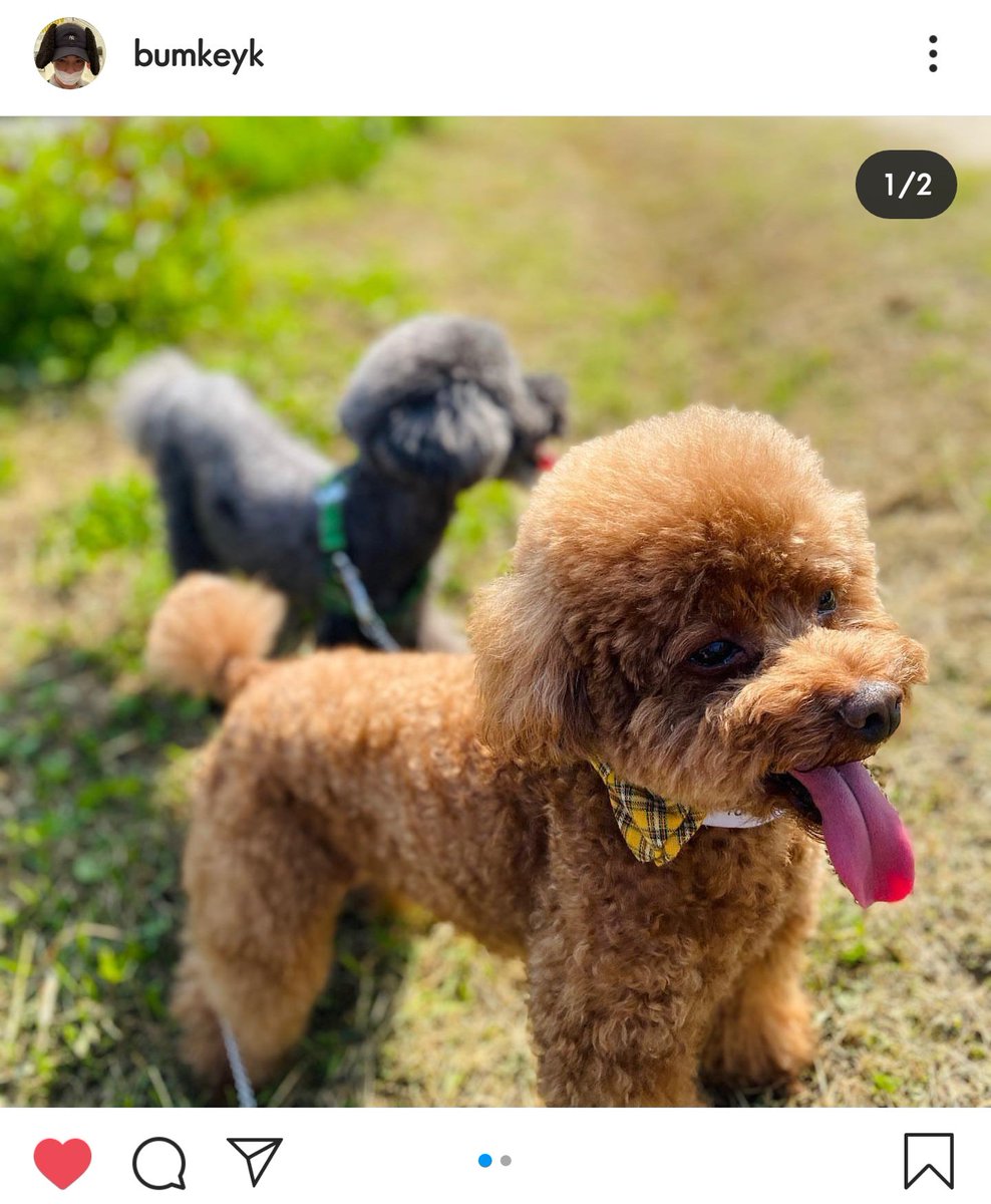 travelinshawol's tweet photo. 😄🦊💜💎

Kibummie during Father's Day.....😁😊🐕🐕

#KEY
#KeyUpdate
#SHINee
#CommeDesGarcons 
#fathersday2020 https://t.co/E7tPQFW7FF