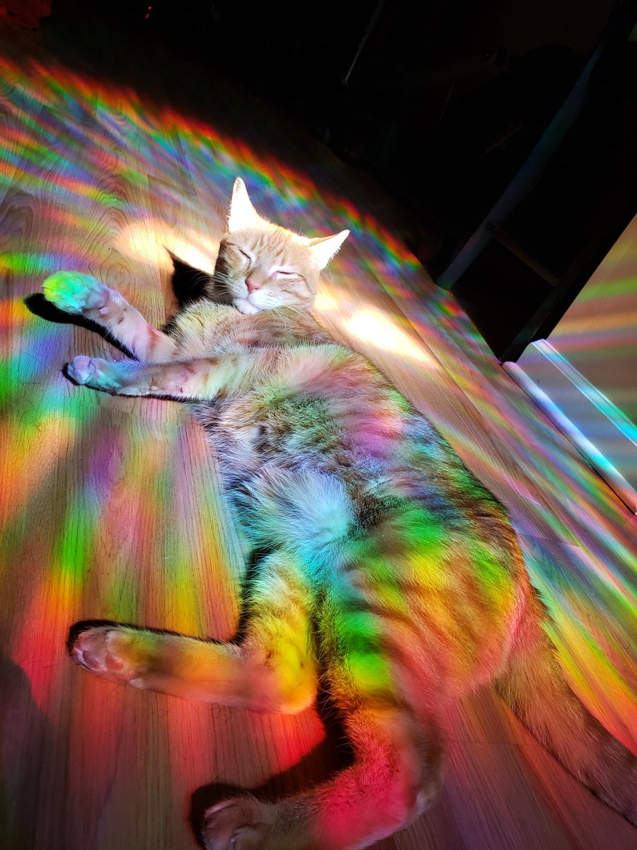 OatsThePotato's tweet photo. In the ether man 🤯🤪😉 #psychedelic #color #colorful #pride #pride2020 #pridemonth #dogsofinstagram #puppiesofinstagram #kittensofinstagram #catsanddogslivingtogether https://t.co/CfN0ZbC8Qt