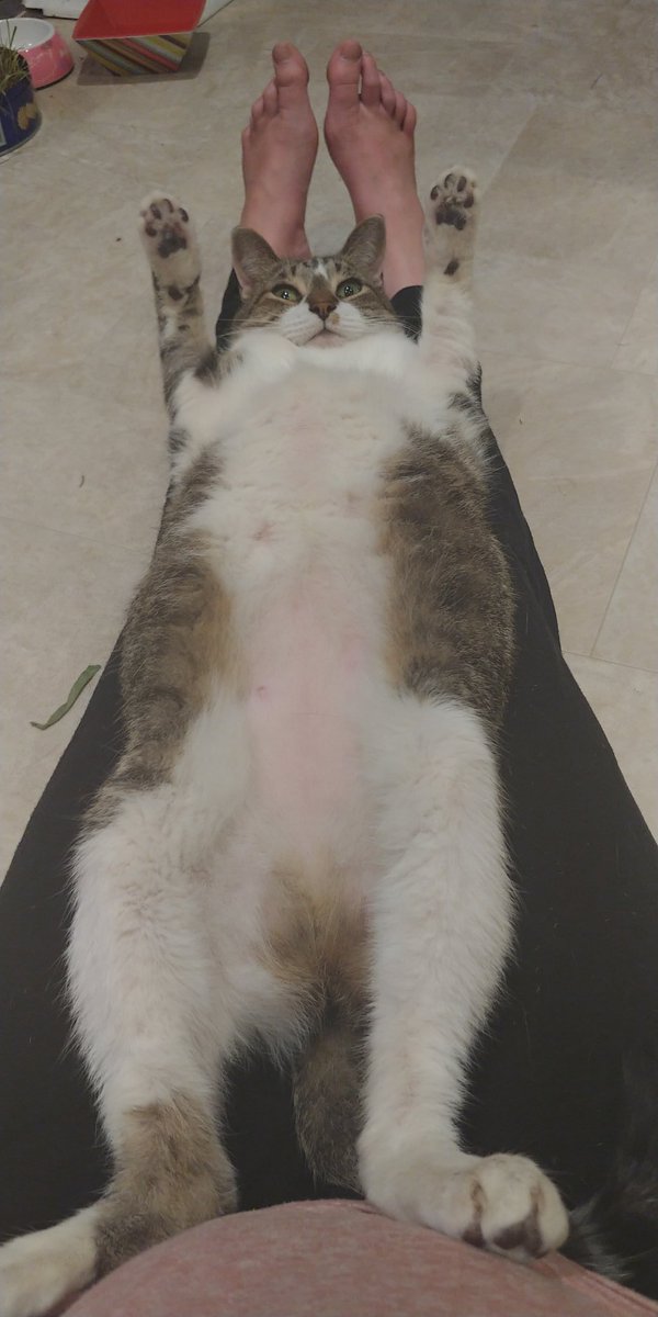 jellybeanexpre1's tweet photo. #cat https://t.co/7fDhxPuWcd