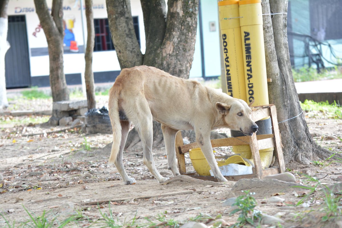 Logicoyzoo's tweet photo. #ApoyamosLey079
Los animales en situación de vulnerabilidad también merecen protección por parte del Estado.
Señores @SenadoGovCo @Lidiosenado
Exigimos #DebatanParaLosAnimales 🐕🐶🐈
@FabianDiazPlata https://t.co/H5gsnLYeth