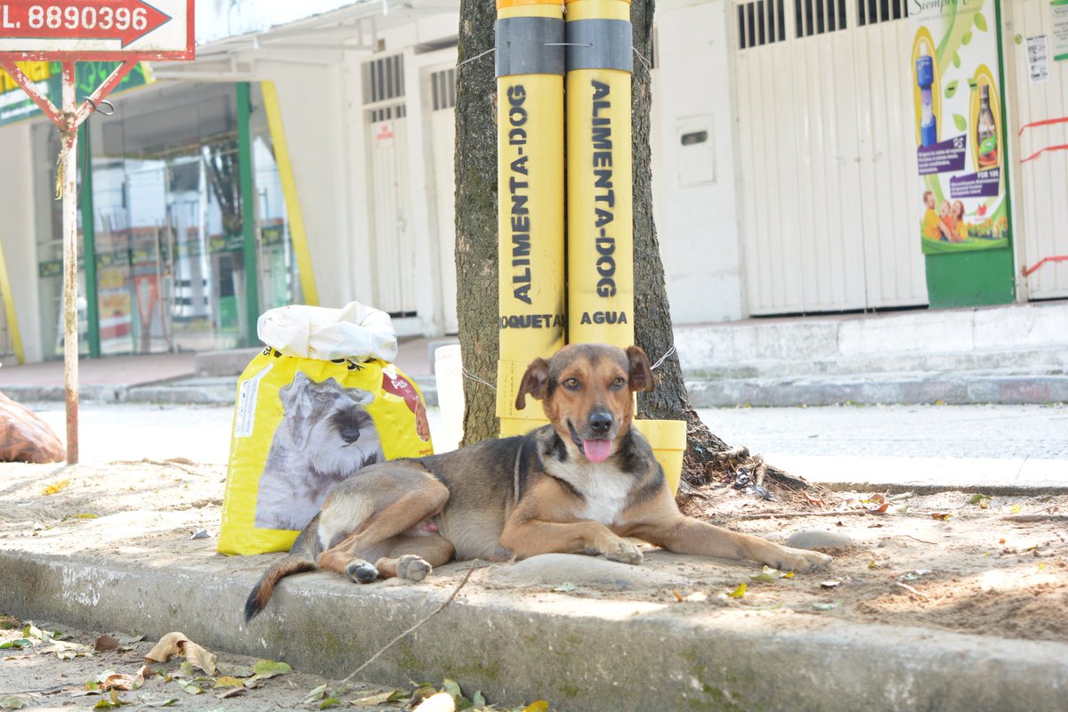 Logicoyzoo's tweet photo. #ApoyamosLey079
Los animales en situación de vulnerabilidad también merecen protección por parte del Estado.
Señores @SenadoGovCo @Lidiosenado
Exigimos #DebatanParaLosAnimales 🐕🐶🐈
@FabianDiazPlata https://t.co/H5gsnLYeth