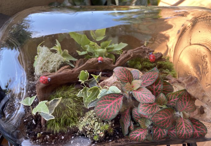 Aye what up it&rsquo;s more terrariums 😍 https://t.co/tXUBVZ0d2g
