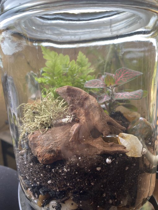 Aye what up it&rsquo;s more terrariums 😍 https://t.co/tXUBVZ0d2g