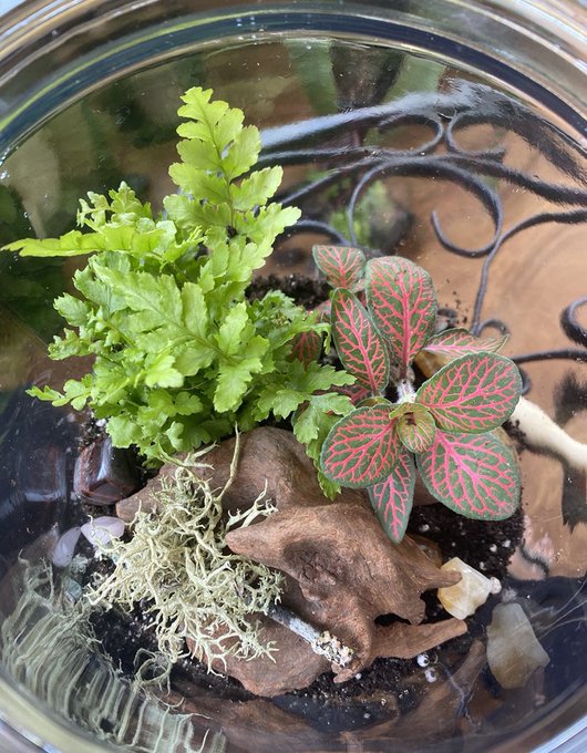 Aye what up it&rsquo;s more terrariums 😍 https://t.co/tXUBVZ0d2g