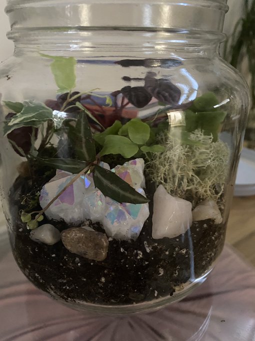 Aye what up it&rsquo;s more terrariums 😍 https://t.co/tXUBVZ0d2g