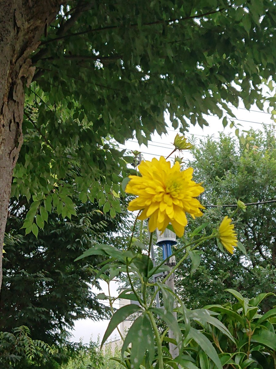 林田慎吾 ハナガサギク 花笠菊 キク科オオハンゴンソウ属 が咲いていました 子供の頃からこの花を見ていますが 特定外来生物指定種だそうです 私の原風景を彩る花なのですが T Co Tyavqgcgfp Twitter