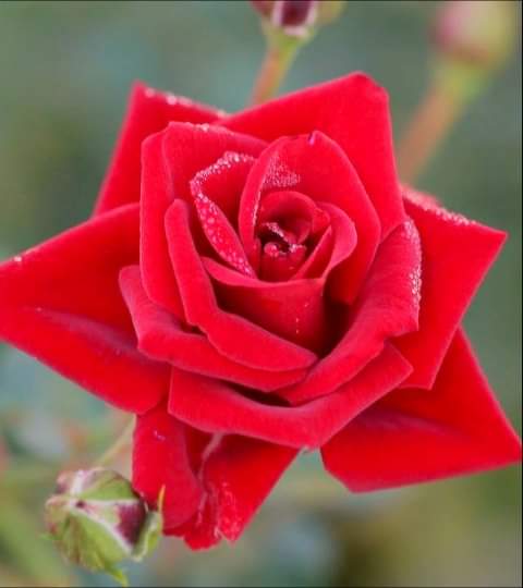 Hello dear friends.
Have a beautiful Sunday 🙏😄🌹🌹🌹🌹