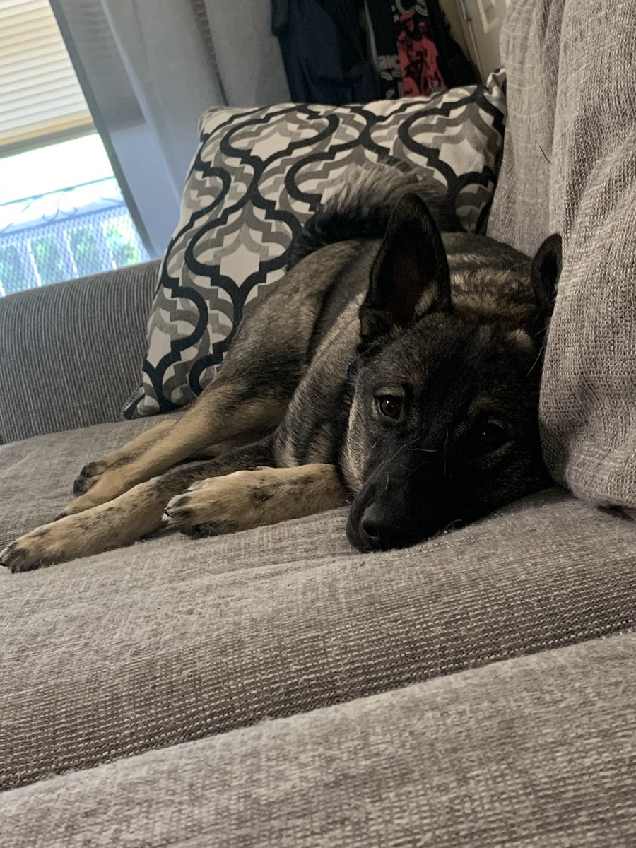 cafandcase's tweet photo. @LCaffeinated Also doggo approved https://t.co/MHfbpg5wq4
