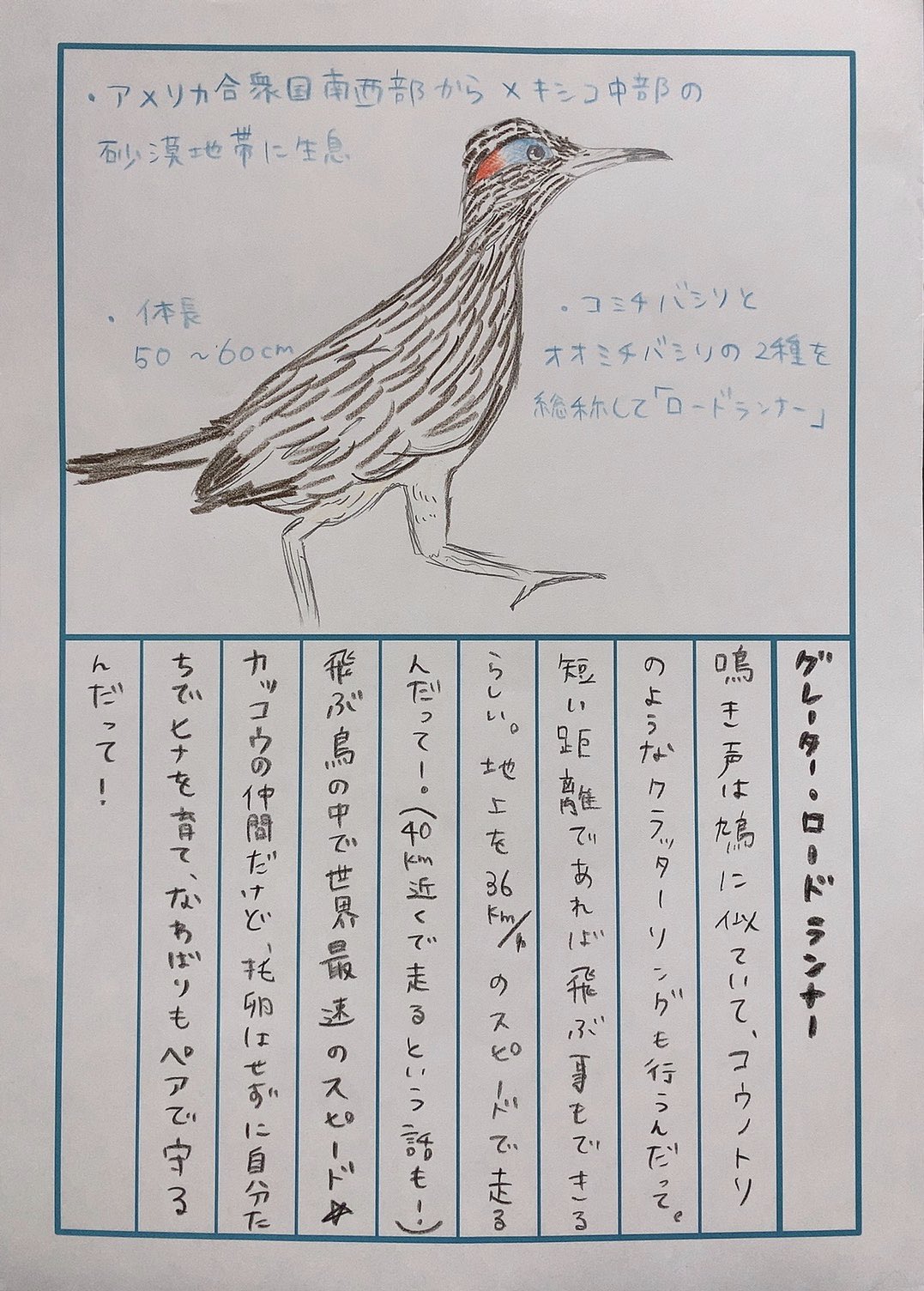 田村響華 グレーター ロードランナー サボテンとか 棘のある木の地上数mの高所に営巣するらしい どうぶつ図鑑 92日後に終わる絵日記 21日目 どうぶつよーいドン T Co Ltrgiugdxv Twitter
