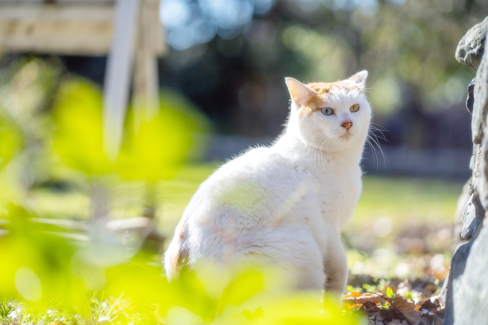 プンクマ もふもふモフモフ で ドリプレローズガーデンの猫たちが再び登場 前回 出ていなかったリリーちゃんも今度は出演しますよ 放送はnhk総合で24日 水 19時30分からです 因みに私も指だけ出演しちゃうみたいです 笑 Nhkもふもふモフモフ