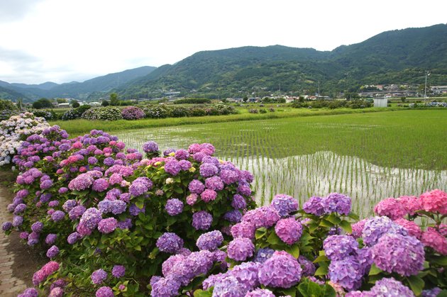 Anda アンダ 情報誌 フリーペーパー 年紫陽花 開花情報 開成町 あじさいの里 6月日 広大な田園地帯に植えられたあじさい5000株 晴天であれば水田に映る青空や夕景ともに色彩豊かなコラボレーションが楽しめます 紫陽花 あじさい