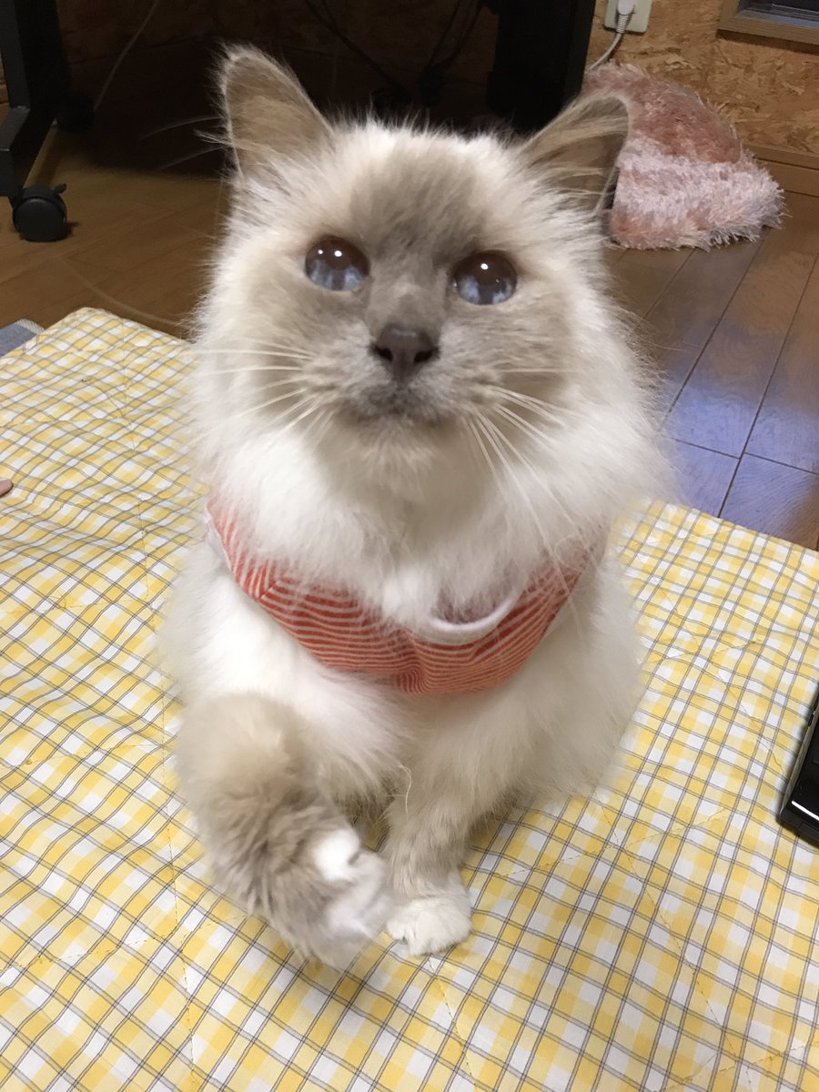 ねこぢい 6月に入ってから 胸水がどんどん増えてきてるので 先週の定期受診で ステロイドを1 4から1 2錠に増やしました パールの好きなガムテープを振ると 前足でチョイチョイできるぐらいの元気はありますが 胸水はあまり減ってない バーマン 猫