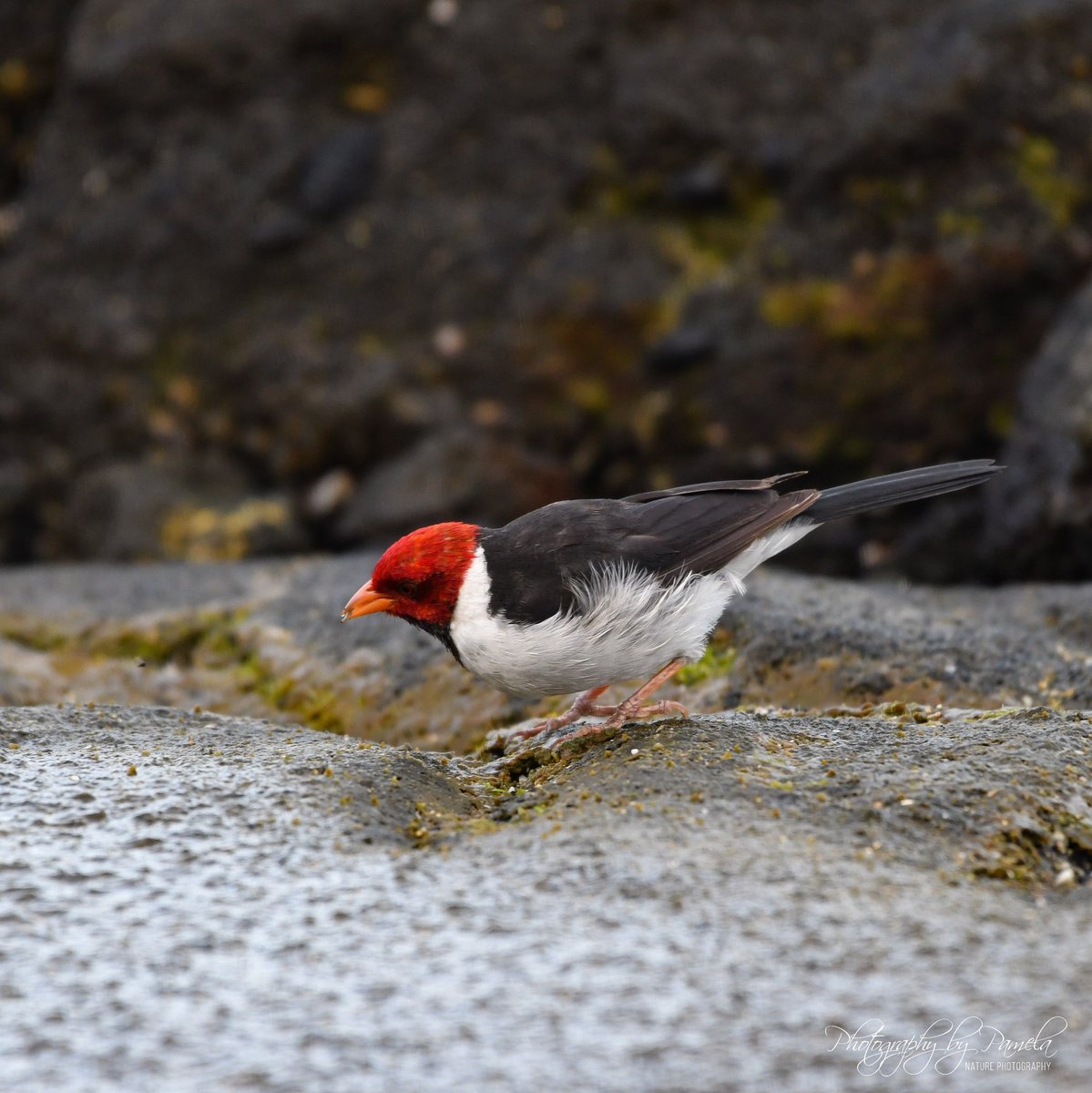 photos96743's tweet photo. Looking for food on the rocks at low tide.
#photographybypamela808 #yellowbilledcardinal #hawaiibirds #birdsinhawaii #wildlife #wildlifephotography #birdphotography #backyardbirds #birdlovers #birdwatching #naturephotography #backyardbirding #findingfood https://t.co/Ww2nsTKF1y