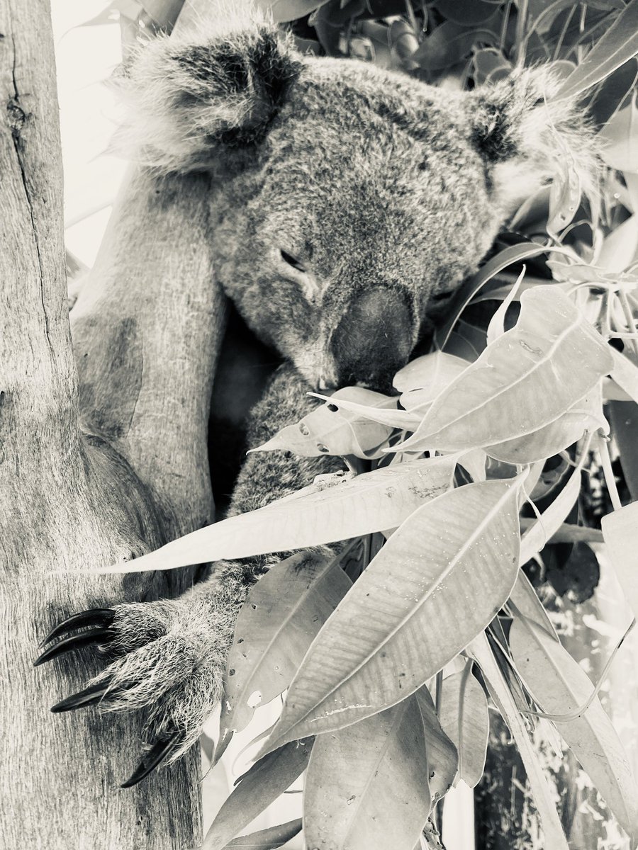 Today, Brandy Hill quarry expansion placed on the Berejiklian gov’s fast-track list.

The EIS says:

“45.8 ha of Koala habitat will be removed for the Project...to the extent THE SPECIES IS LIKELY TO DECLINE LOCALLY.”

Port Stephens’ koalas are endangered. 

Decline = extinction