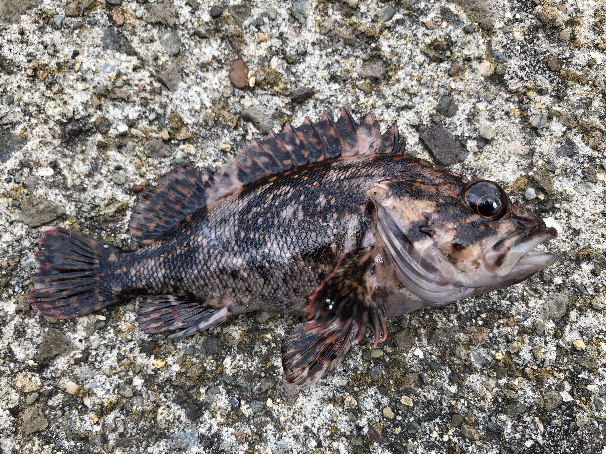 超７隊員 まぁまぁなサイズのカサゴとアイナメ稚魚とドンコが釣れましたな