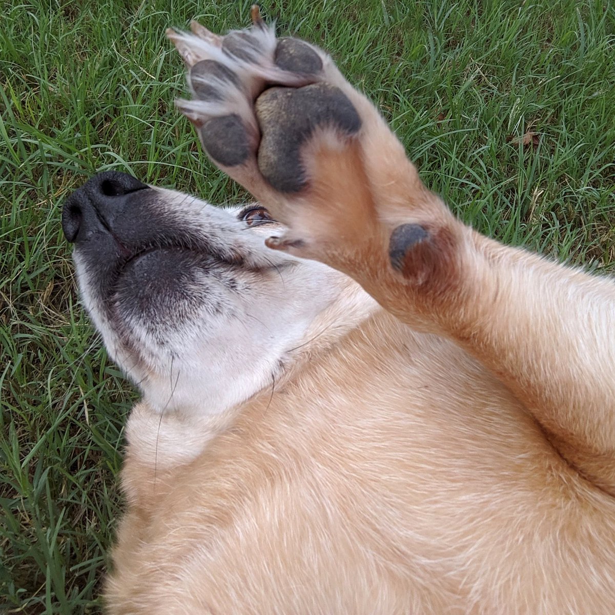 ksmutthut's tweet photo. Happy #PawthersDay to all the amazing dog dad's! 🐾💗 May your day be filled with rubbing some belly's! 🐶 #FathersDay #DogDad #BellyRubs #Brenham #Texas https://t.co/ojUe3ydY5Y