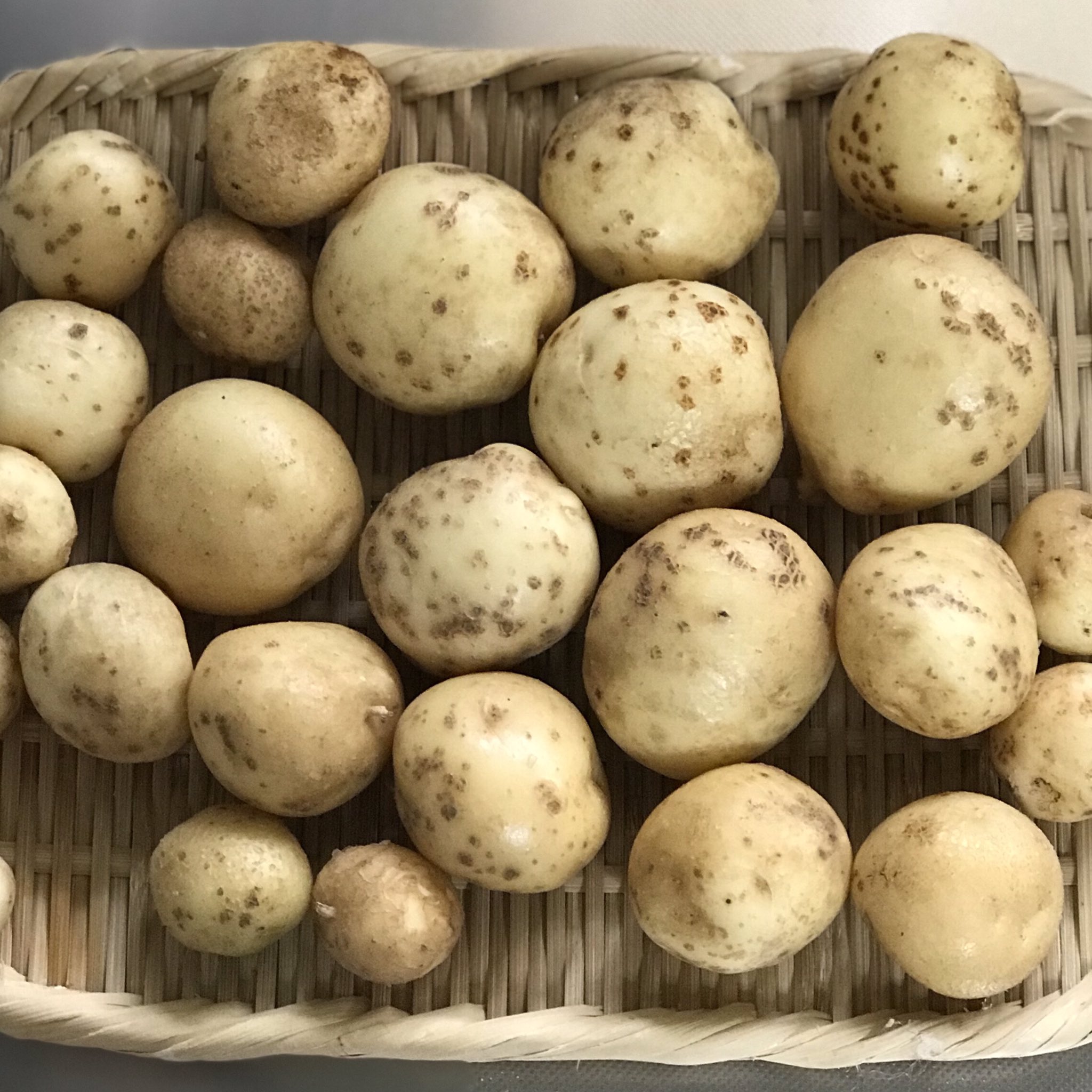 ちびっこギャングママ じゃがいも 収穫 左 虫食いなしチーム 右 虫食い部分カットチーム なんだろう この その お虫様 食べ残しをありがたく頂戴いたします感 もやる 無農薬野菜 無農薬栽培 新じゃが T Co We9fgmhmmf Twitter