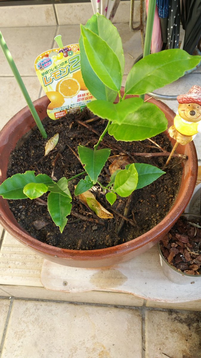 いんげん レモンの木に 蝶の卵らしいものが どんだけ柑橘系の若葉が好物なんだ 食害にあうと成長がしばらく止まるから 事前に防げて良かった レモン レモンの木 虫被害 家庭菜園