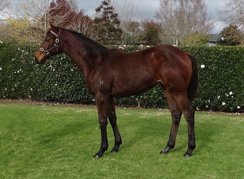 KarakaChat's tweet photo. Lot 57 is by first season sire #Almanzor out of #Zabeel mare #Colombelle. The weanling filly was purchased for $60,000 from the draft of @HaunuiFarm. ✨
#WhereWinningBegins https://t.co/E4vPgEmUiG